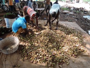 移民労働者の若者は品質の悪いコーラナッツを取り除いて輸送用の袋に詰める