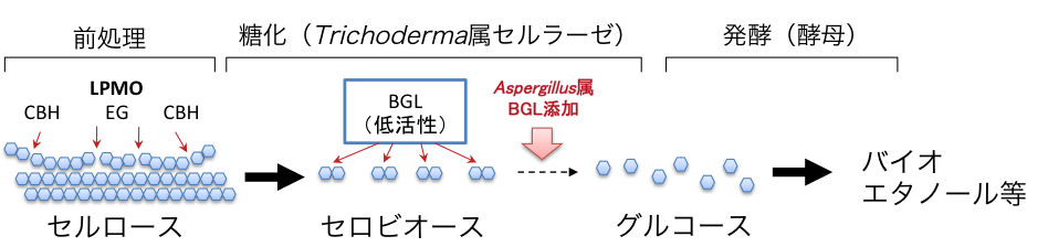 図5 β−グルコシダーゼ(BGL)による糖化過程