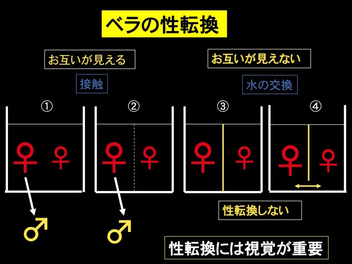 図4 ベラの性転換 ①お互いが見え、接触し、匂いを感じると性転換 ②お互いが見え、接触出来ない、匂いを感じても性転換 ③お互いが見えず、接触できない、匂いを感じないと性転換しない ④お互いが見えず、接触できない、匂いを感じても性転換しない