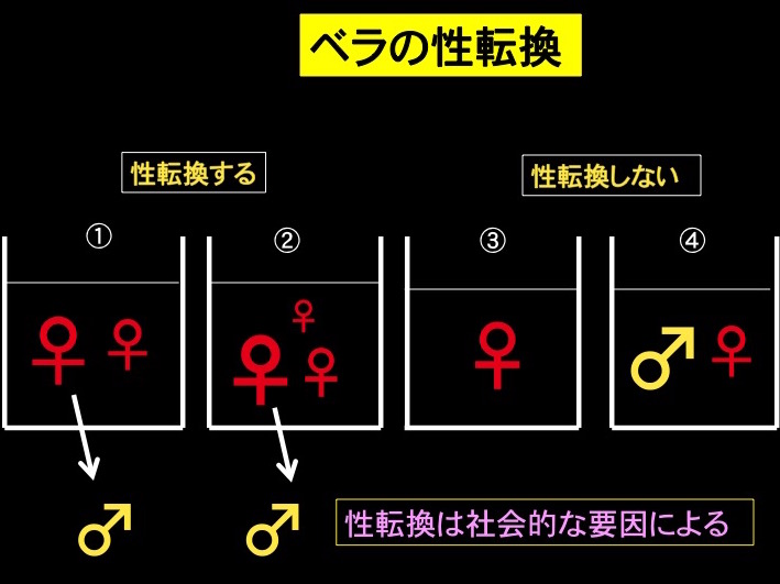 図3 ベラの性転換 ①メス2尾で飼育すると、大きい方がオスへ性転換 ②メス3尾では一番大きな個体がオスへ性転換 ③メス単独では性転換しない ④大きなオスと小さなメスでは性転換しない
