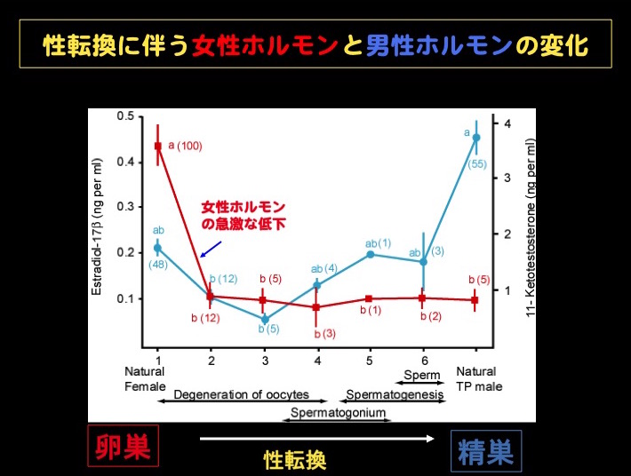 表1 ベラの性転換に伴う女性ホルモンと男性ホルモン変化、性転換の開始にともない急激に女性ホルモンが低下する。