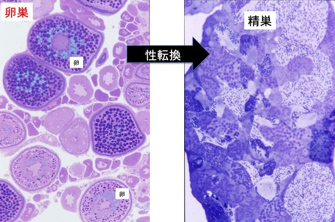 写真4 ハワイのベラの性転換、卵巣が精巣に換わる。卵巣中には多数の卵(大小の丸いもの)だけで精巣組織はないが、性転換後には卵が無くなり精子(黒い小さなつぶつぶ)だけとなる。