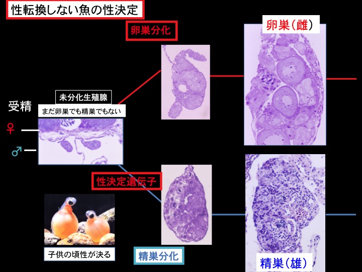 魚は性を自由に換える 中村將 一般財団法人沖縄美ら島財団 Synodos シノドス