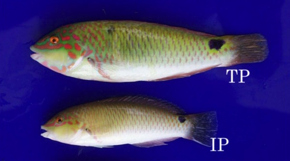 写真2 ミツボシキュウセン(ベラの仲間)、雌性先熟(メスからオスへ性転換)