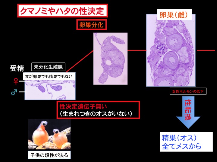 図2 クマノミやハタの性決定 (性決定遺伝子を持たないので生まれつきのオスがいない。全て卵巣を持つメスとなる。全てのオスはメスが性転換して作られる。)