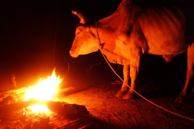 新年を祝うセレモニーの際に供犠されるウシ。夜通しウシのまわりに火をくべるのは、夜明けの供犠までウシの心を落ち着かせるためだという(2013年1月筆者撮影)