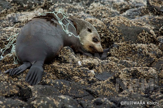 環境破壊図鑑 絶滅危惧の星 地球の今を体感する 藤原幸一 生物ジャーナリスト 写真家 Synodos シノドス