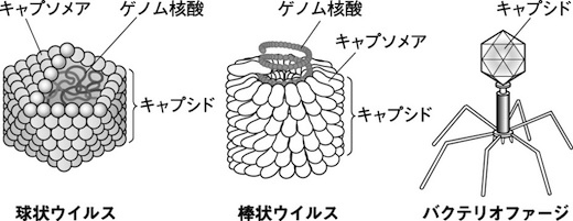 図1.各種ウイルスの基本構造 ウイルスのゲノム核酸を包むキャプシドは、構成要素であるキャプソメアタンパク質が多数集まって構成されている。