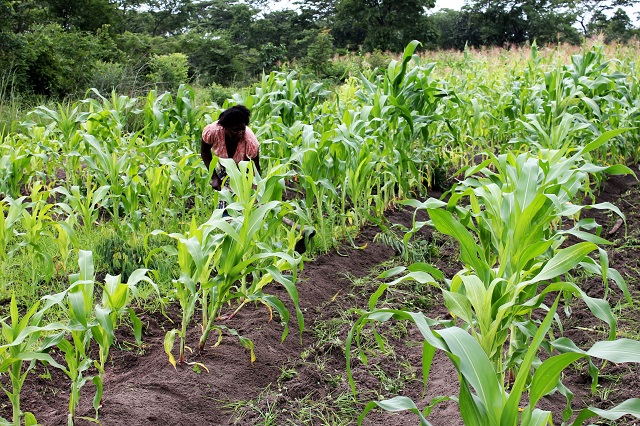 農業政策がもたらす食料不足 ザンビアの多民族農村におけるフードセキュリティ 原将也 地域研究 地理学 Synodos シノドス