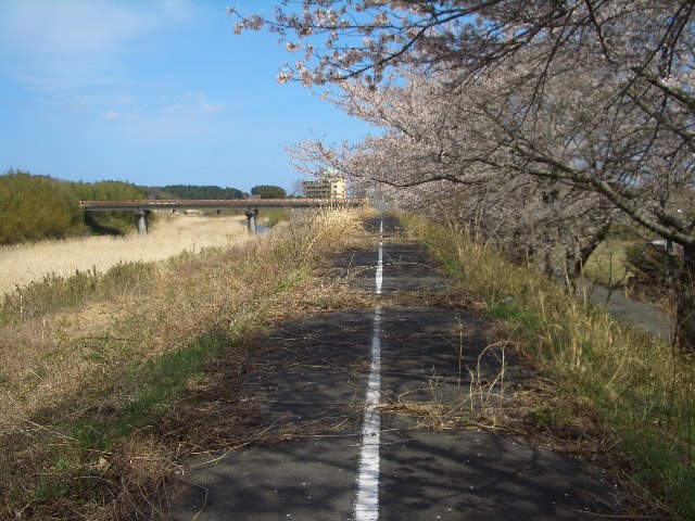 写真3：請戸川の桜並木（2013年4月11日撮影）