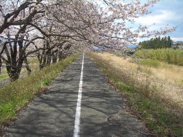 写真2：請戸川の桜並木（2013年4月11日撮影）