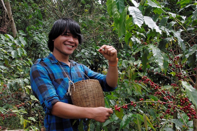 写真1：収穫するコーヒー農家（筆者撮影）