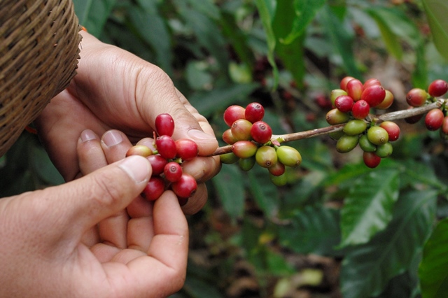 写真3：収穫されるコーヒーの実（筆者撮影）