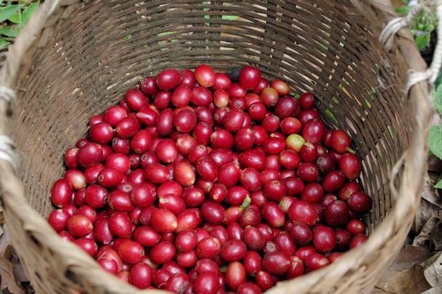 写真4：収穫されたコーヒーの実（筆者撮影）