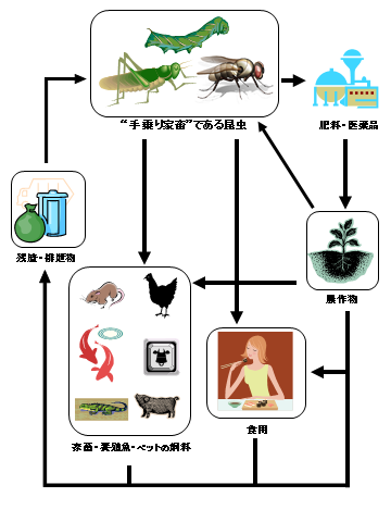 図２．持続可能な昆虫利用モデル　[水野壮（生物科学, 2015）より改変]
