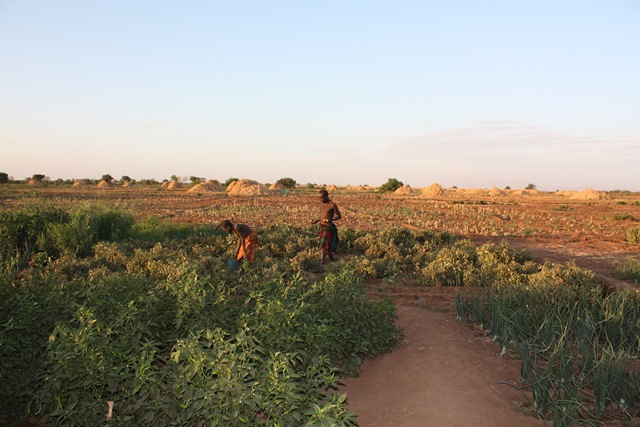 写真手前は地域住民に提供された小さな畑。写真の男性は幸運にも少量のトマトを収穫できた。奥に広がるのが、すでに収穫を終えた商業農場のトウモロコシ畑。