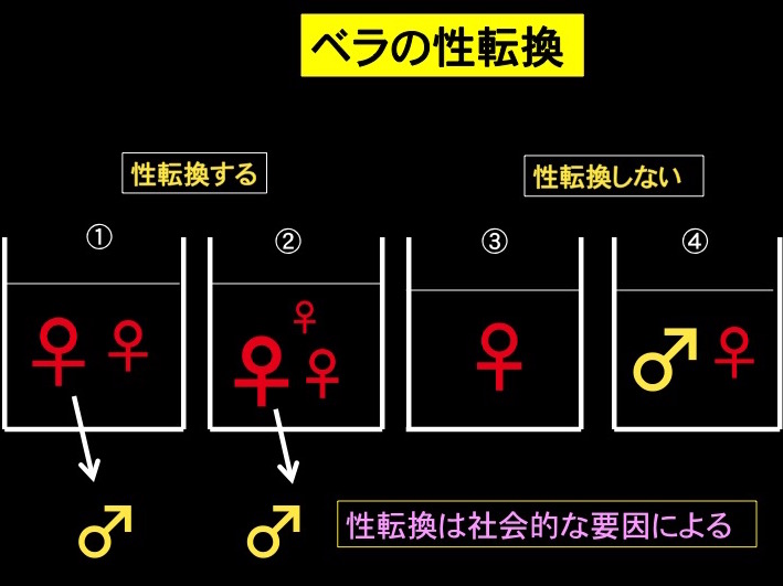 図3　ベラの性転換　①メス２尾で飼育すると、大きい方がオスへ性転換 　　　　　　　　　　②メス３尾では一番大きな個体がオスへ性転換 　　　　　　　　　　③メス単独では性転換しない 　　　　　　　　　　④大きなオスと小さなメスでは性転換しない