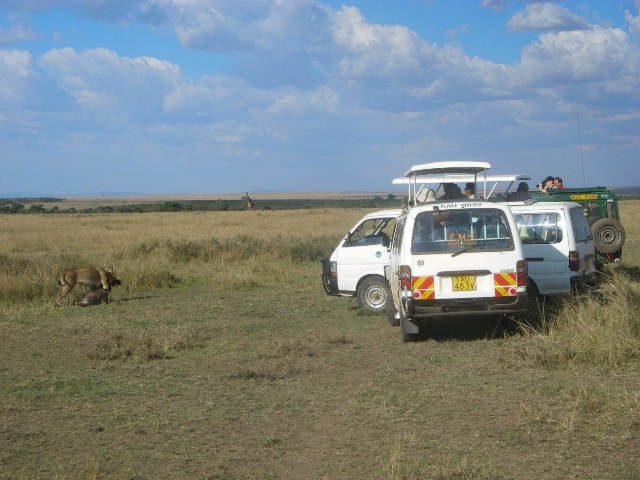 保護区の中で獲物をくわえたライオンの写真を間近から撮ろうと近寄る観光客の車。野生動物を目当てとする観光業は、ケニアの重要な産業である。