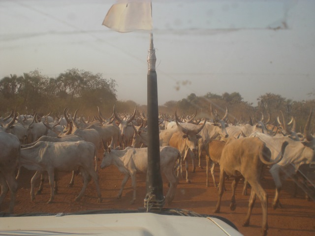 調査地に向かう途中。見渡す限りのウシの「渋滞」。近年では、南スーダンの村落部では、ウシをはじめとする家畜をめぐる争いが凄惨化することも多い。（2011年11月筆者撮影）