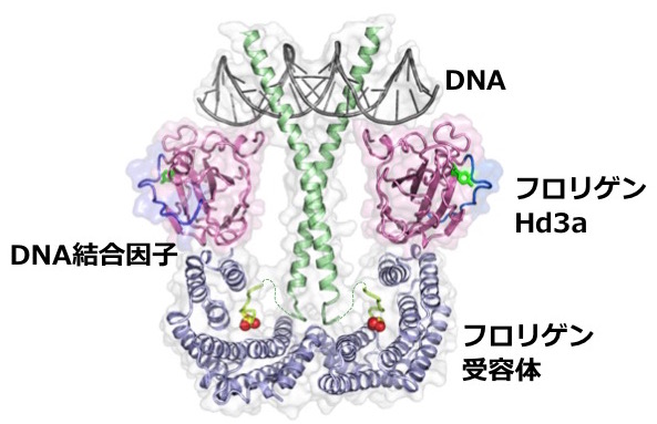同じフロリゲンがあるときは花をつくり、あるときは芋をつくる仕組みも分かってきた。 フロリゲンは単体としては働かず、かならず「フロリゲン活性化複合体」という構造体をつくる必要がある。 茎の先端で待ち構えていたフロリゲン受容体とDNA結合因子に合体し、図のような複合体となる。 ここで、花用のDNA結合因子がくっつけば花ができ、芋用のDNA結合因子がくっつけば芋が作られる。