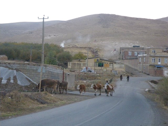 山の牧草地から家路に就く牛の群れ（筆者撮影）
